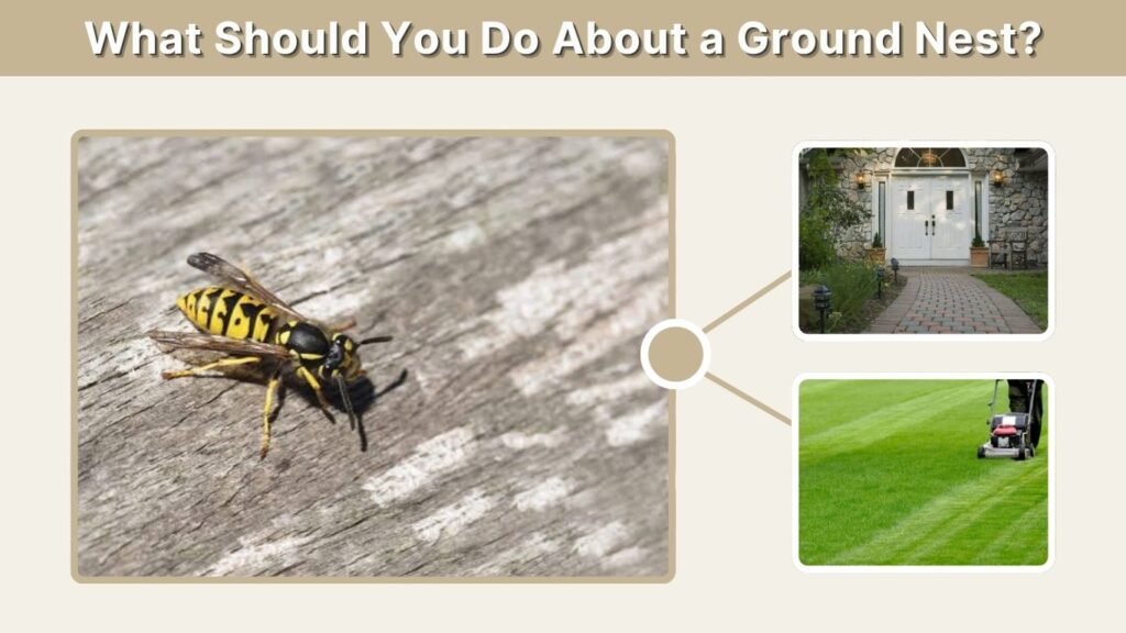 What Should You Do About a Ground Nest?