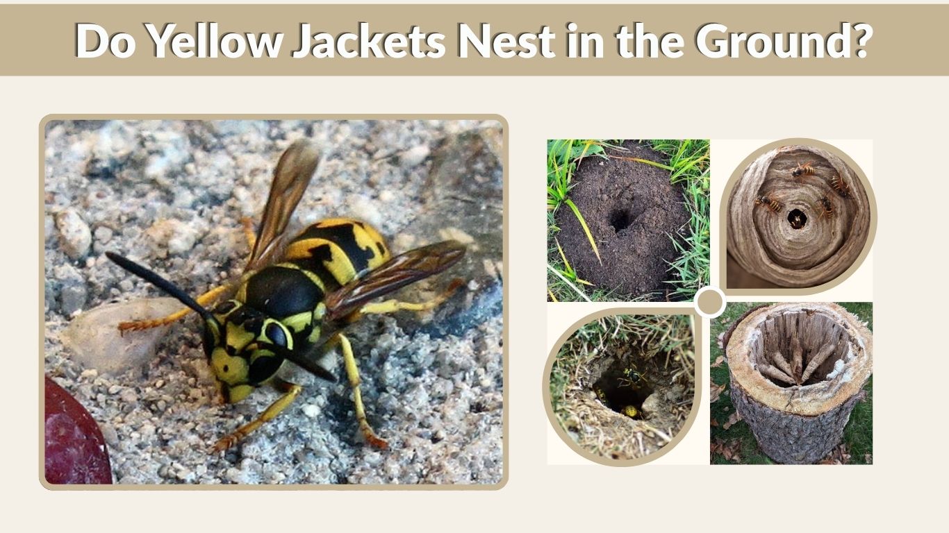 Do Yellow Jackets Nest in the Ground? Signs and Facts