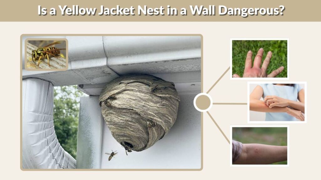 Is a Yellow Jacket Nest in a Wall Dangerous?