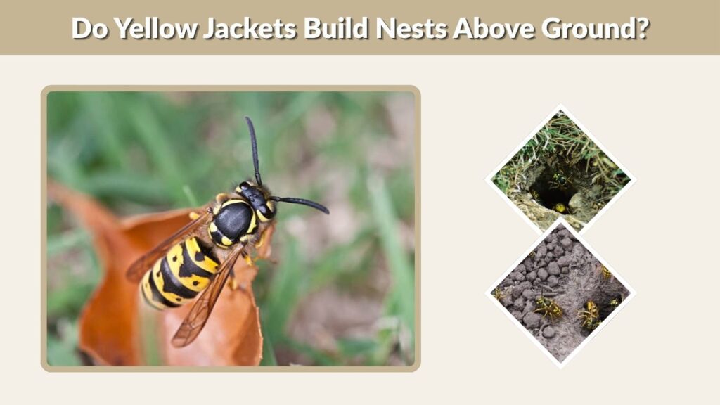Do Yellow Jackets Build Nests Above Ground?