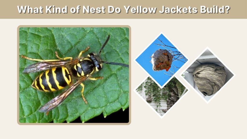What Kind of Nest Do Yellow Jackets Build?
