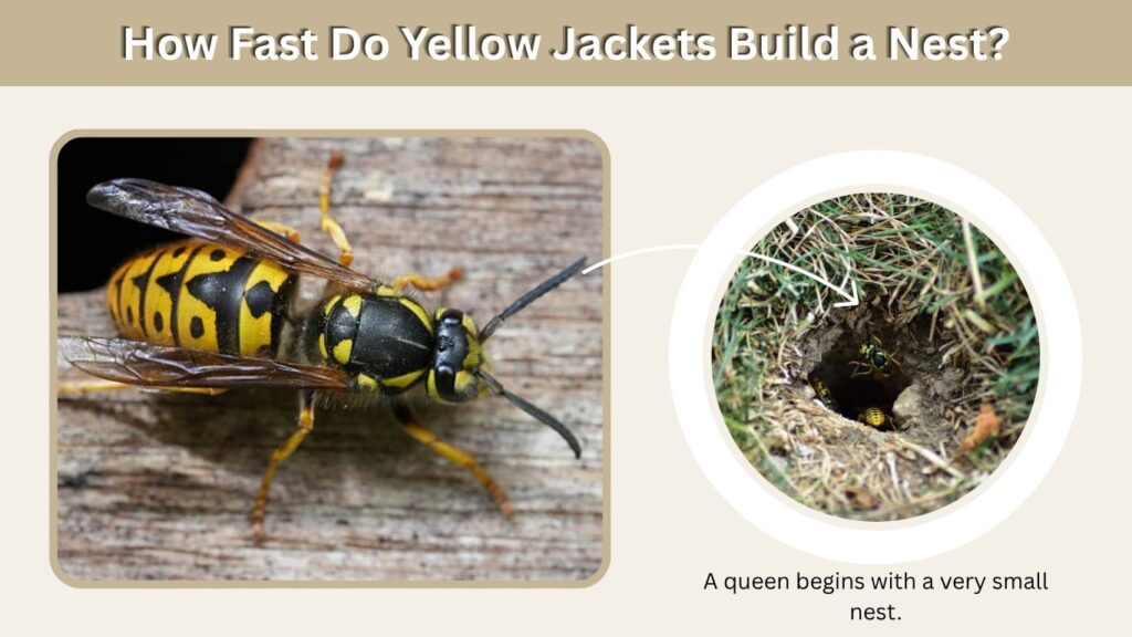 How Fast Do Yellow Jackets Build a Nest?