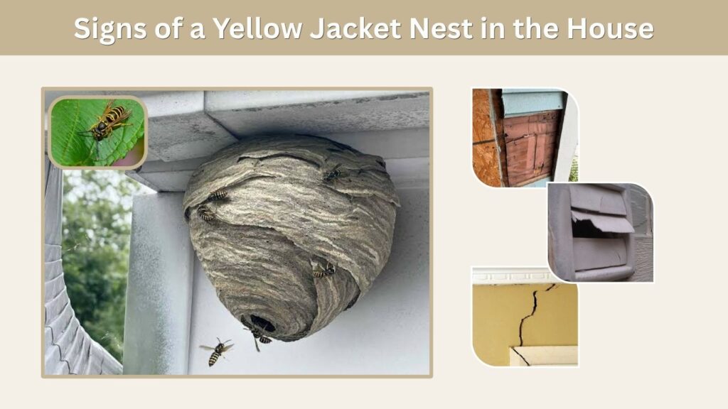 Signs of a Yellow Jacket Nest in the House