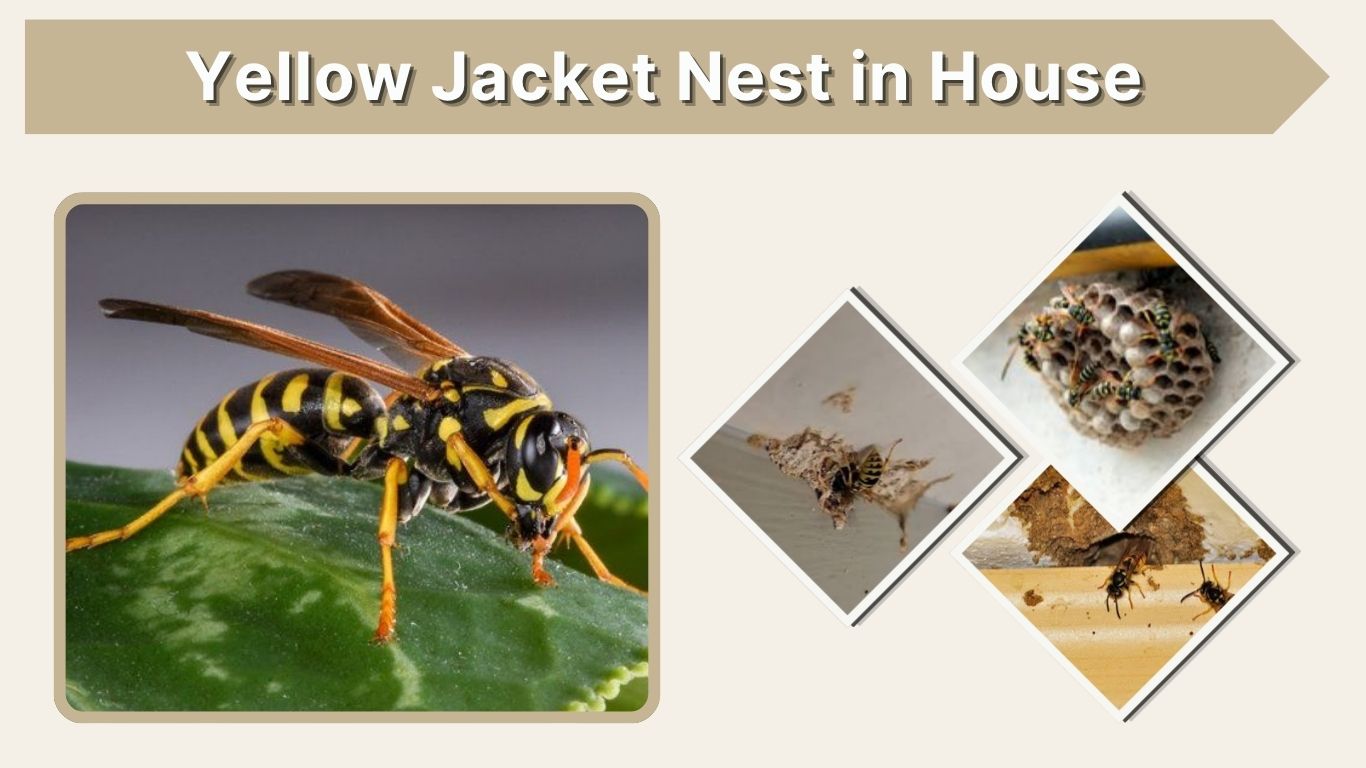 Yellow Jacket Nest in House: How to Find and Remove It