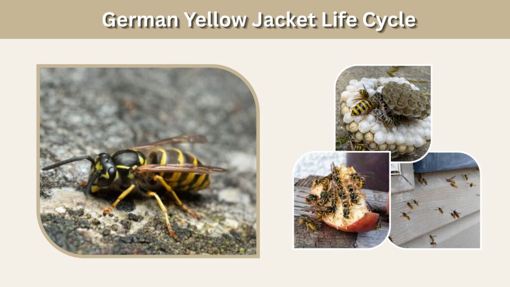 German Yellow Jacket Life Cycle
