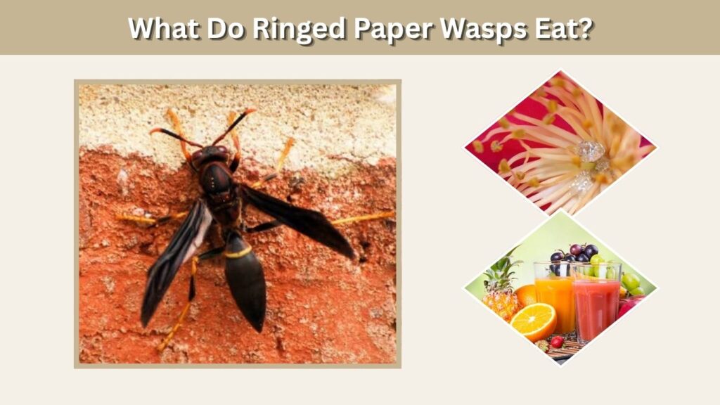 What Do Ringed Paper Wasps Eat?