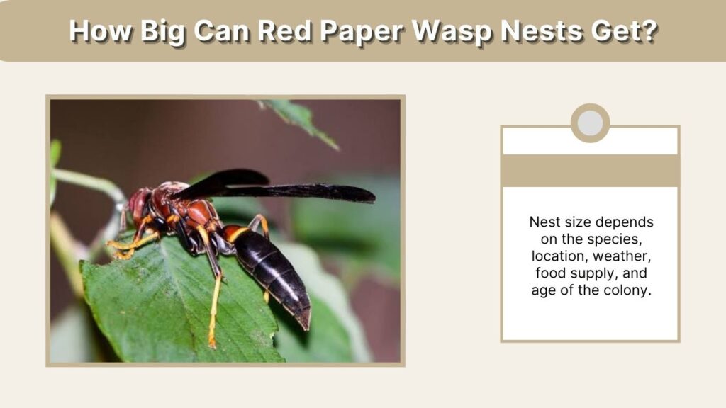 How Big Can Red Paper Wasp Nests Get?