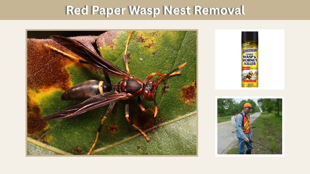 Red Paper Wasp Nest Removal