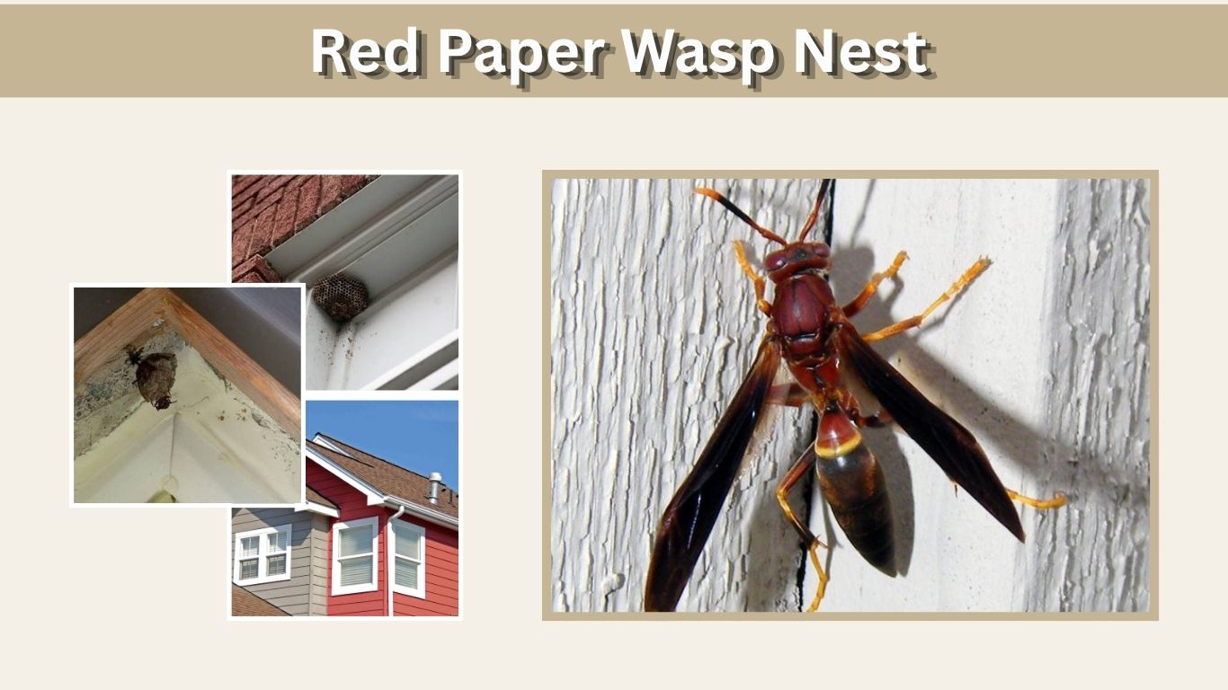 Red Paper Wasp Nest: Location, Size, and Safe Removal