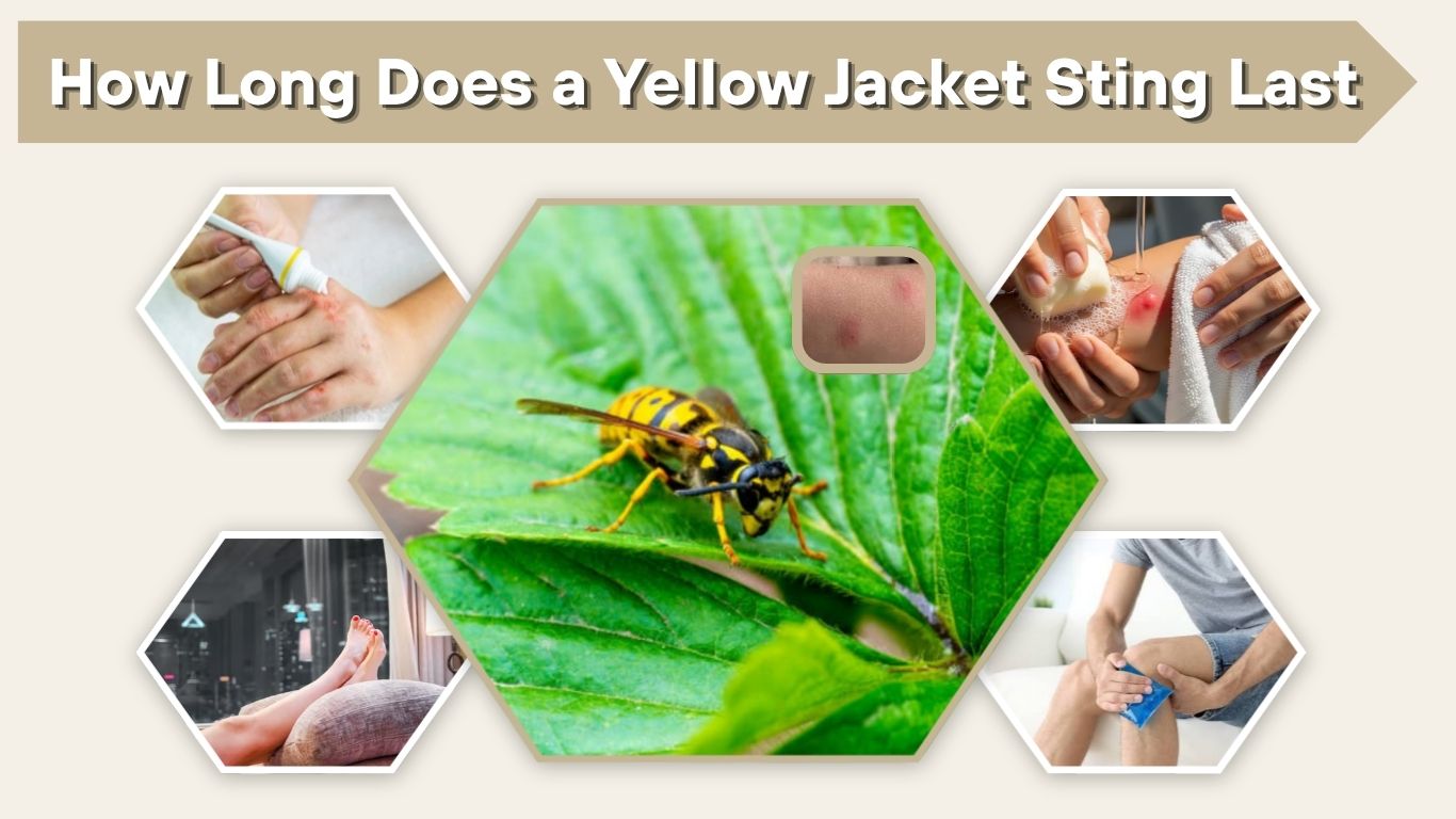 How Long Does a Yellow Jacket Sting Last?