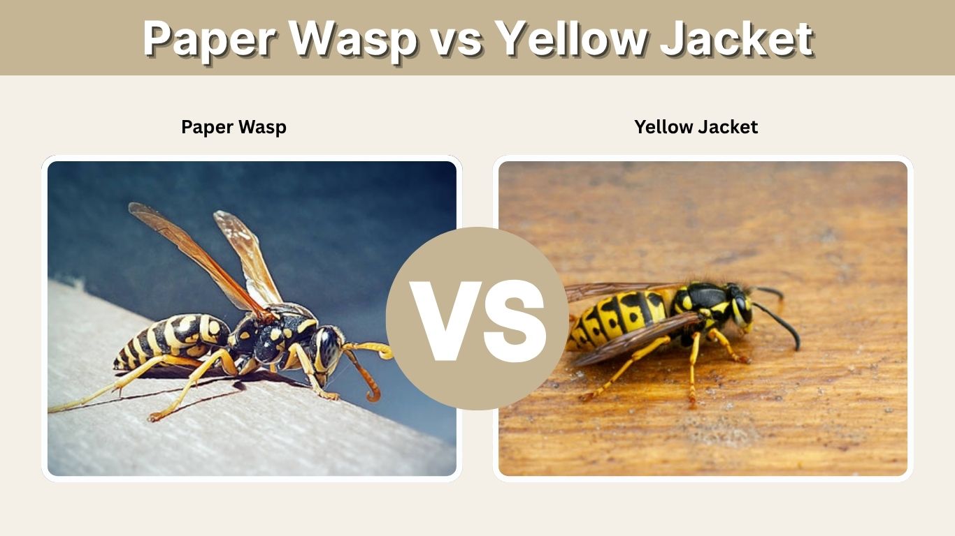 Paper Wasp vs Yellow Jacket: How to Tell Them Apart
