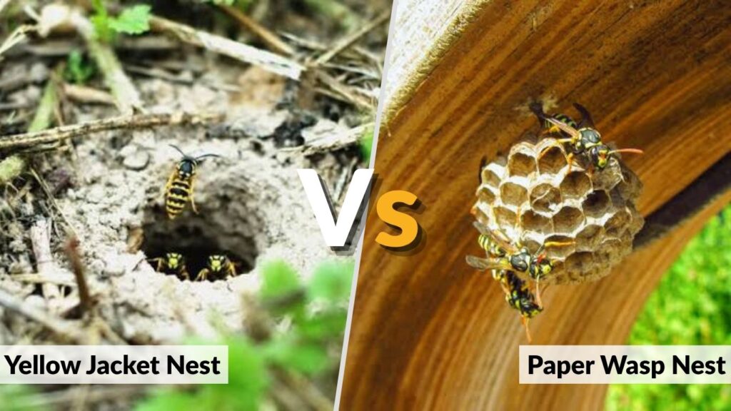 Yellow Jacket Nest vs Paper Wasp Nest in Siding