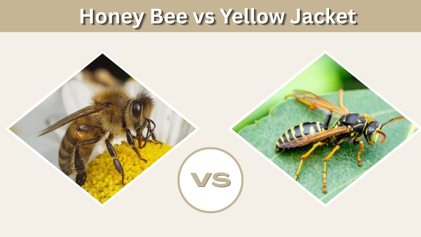 Honey Bee vs Yellow Jacket: How to Tell Them Apart