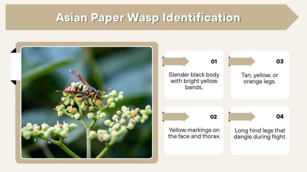 Asian Paper Wasp Identification