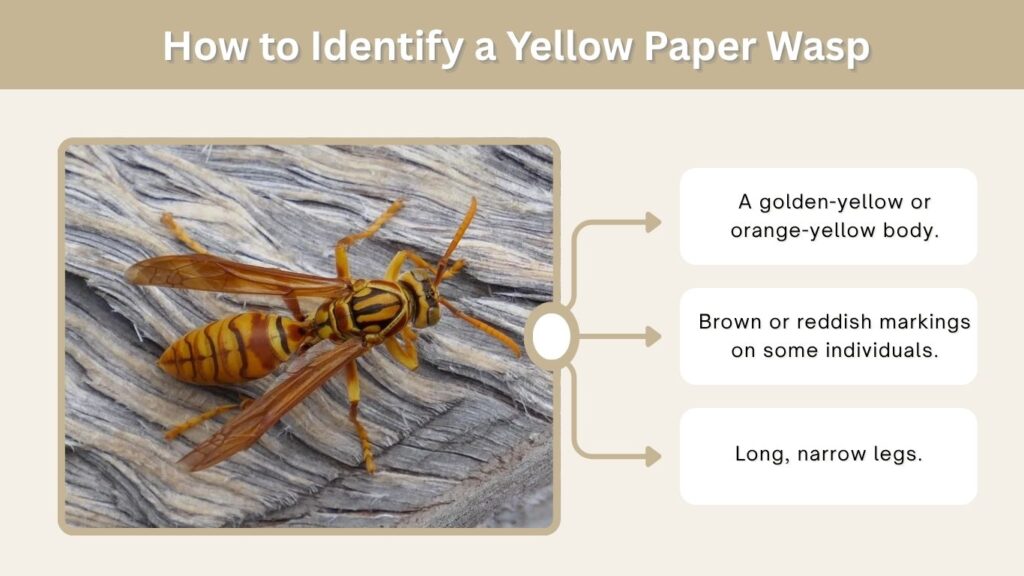 How to Identify a Yellow Paper Wasp