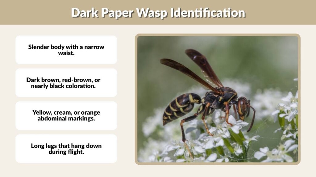 Dark Paper Wasp Identification