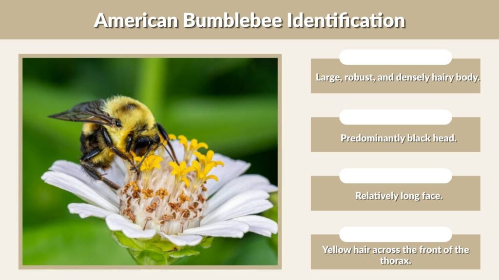 American Bumblebee Identification