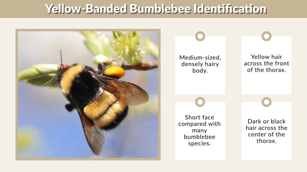 Yellow-Banded Bumblebee Identification