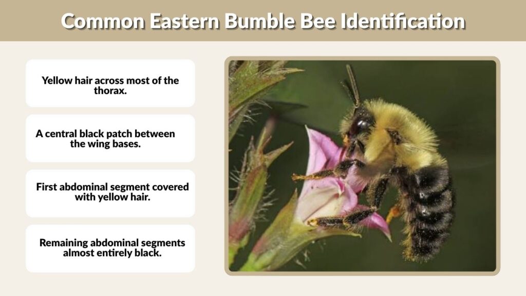 Common Eastern Bumble Bee Identification