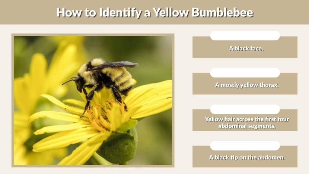 How to Identify a Yellow Bumblebee