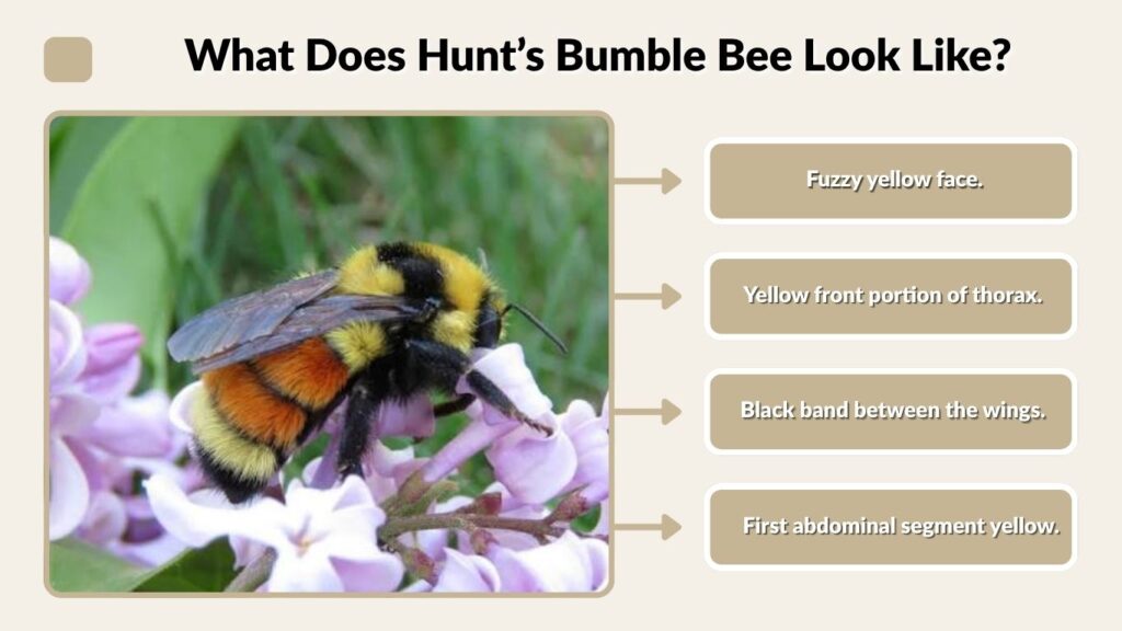 What Does Hunt’s Bumble Bee Look Like?