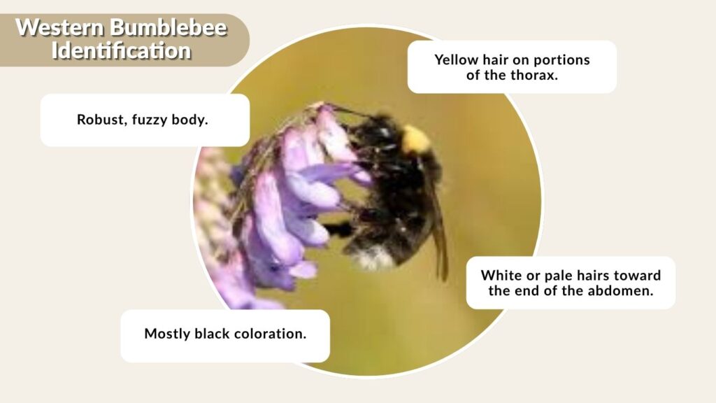 Western Bumblebee Identification