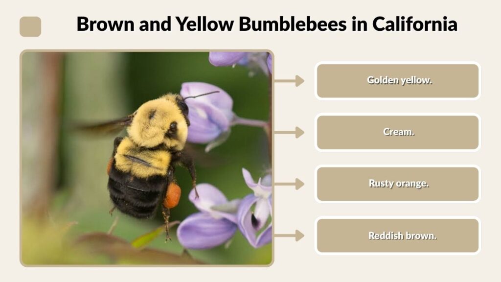 Brown and Yellow Bumblebees in California