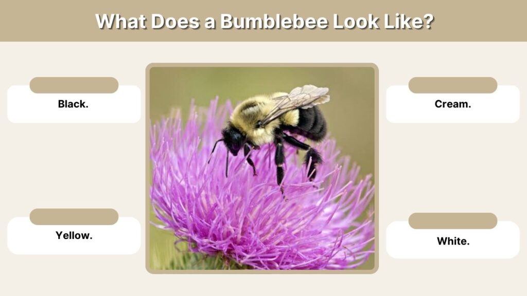 What Does a Bumblebee Look Like?