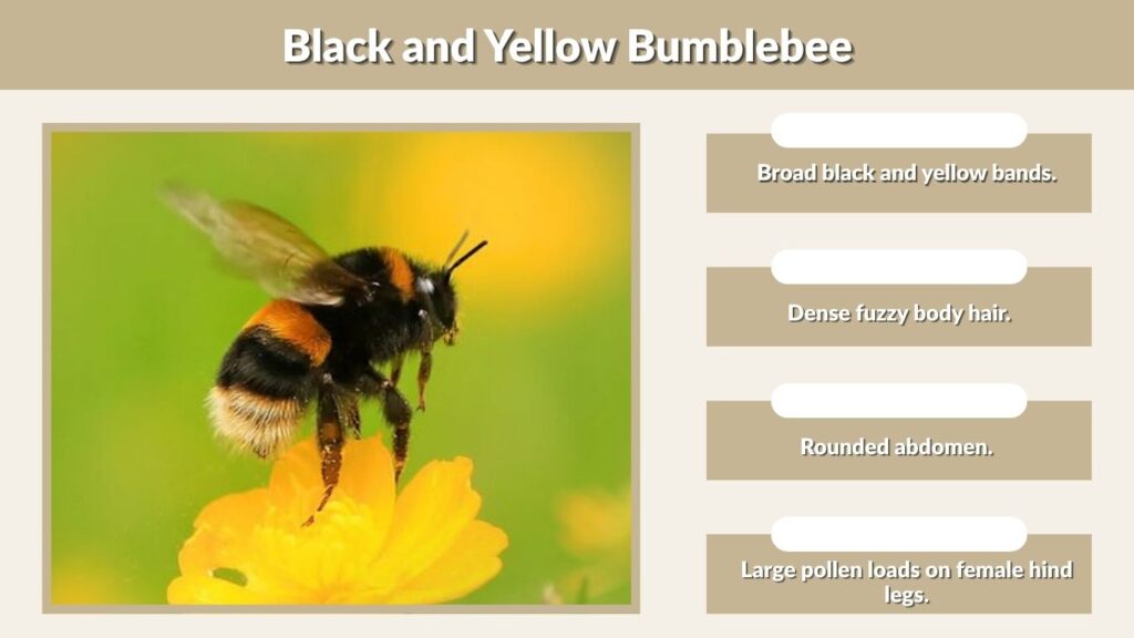 Black and Yellow Bumblebee