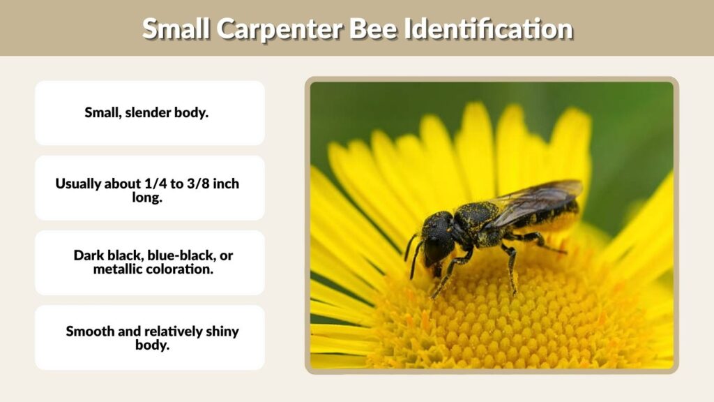 Small Carpenter Bee Identification