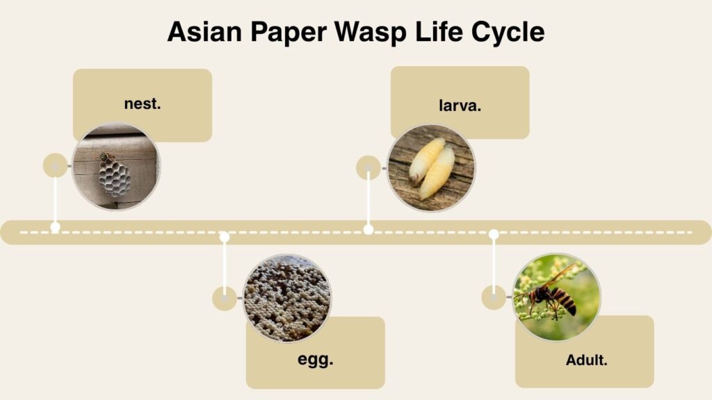Asian Paper Wasp Life Cycle