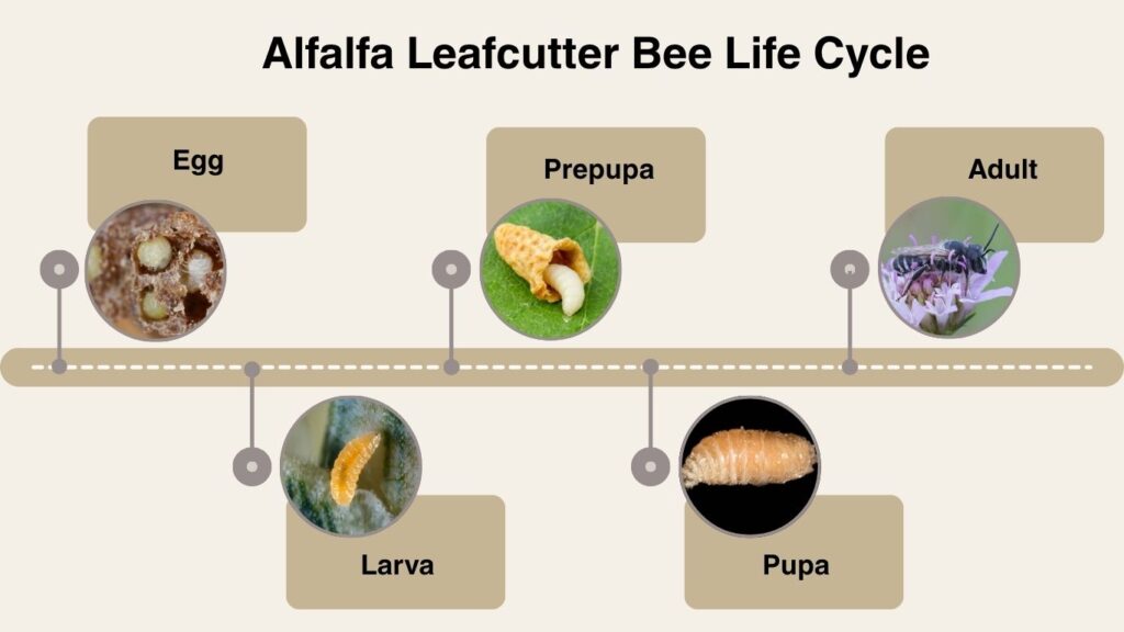 Alfalfa Leafcutter Bee Life Cycle
