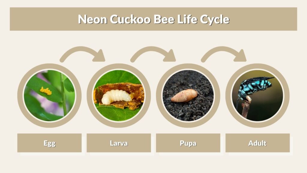 Neon Cuckoo Bee Life Cycle