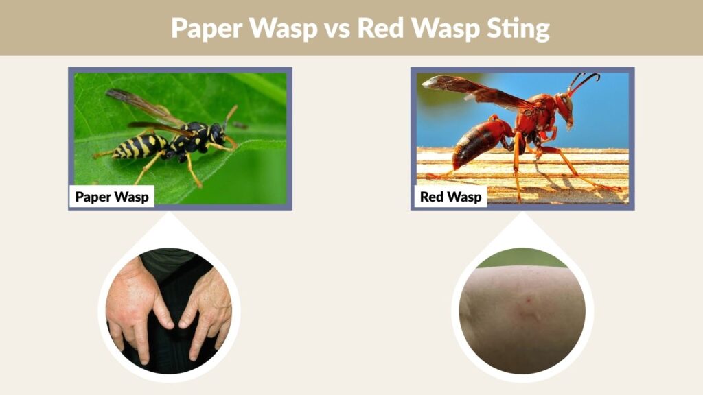 Paper Wasp vs Red Wasp Sting