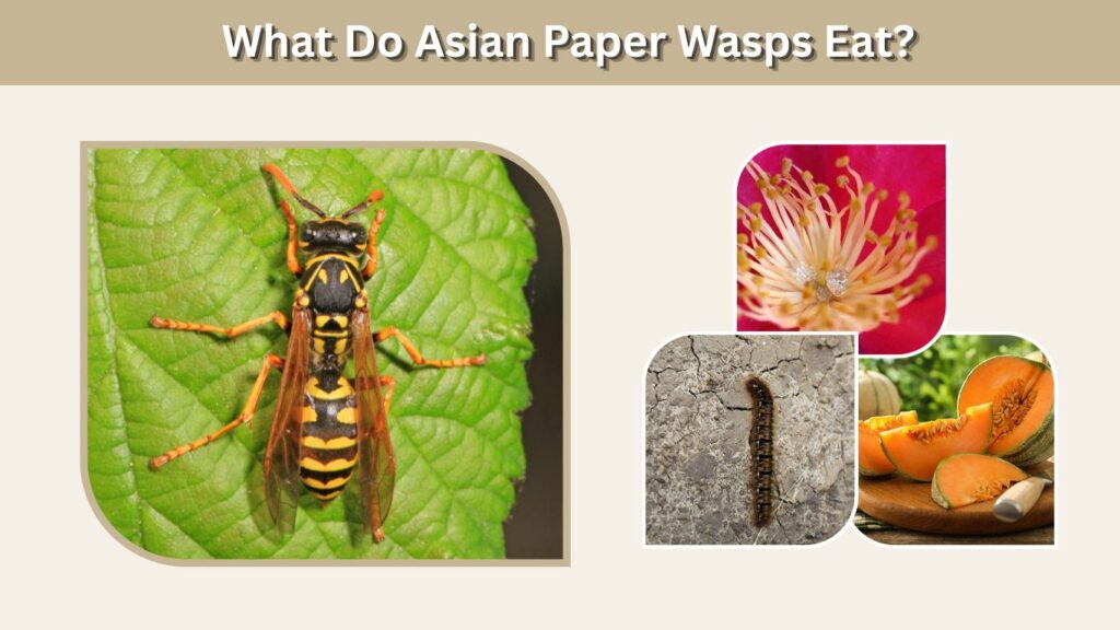 What Do Asian Paper Wasps Eat?