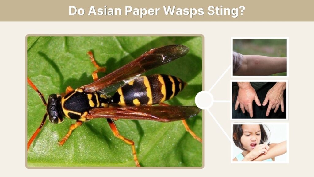 Do Asian Paper Wasps Sting?