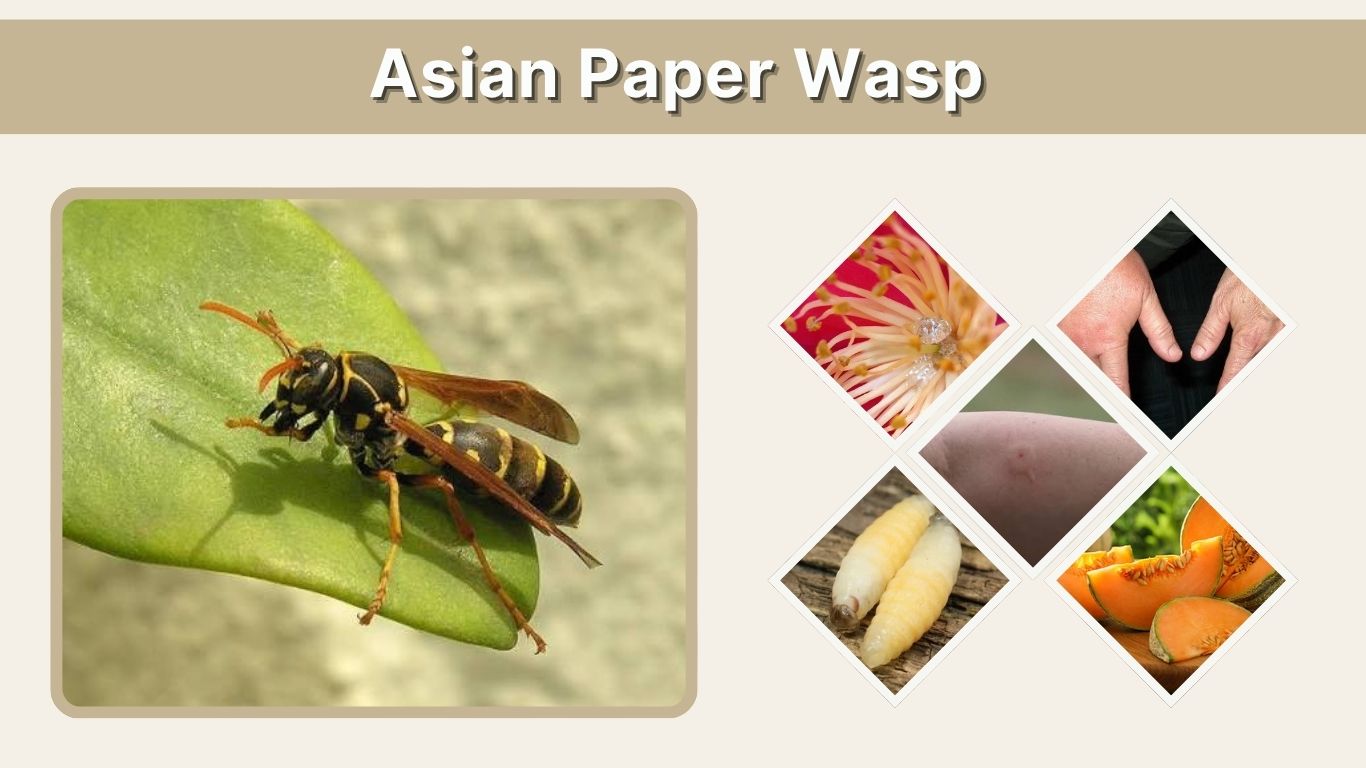 Asian Paper Wasp: Identification, Nest, Sting, and Control