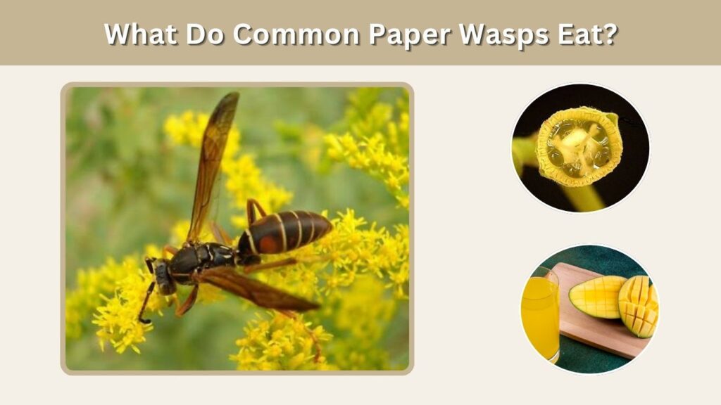 What Do Common Paper Wasps Eat?