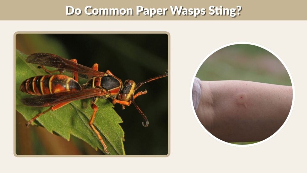 Do Common Paper Wasps Sting?