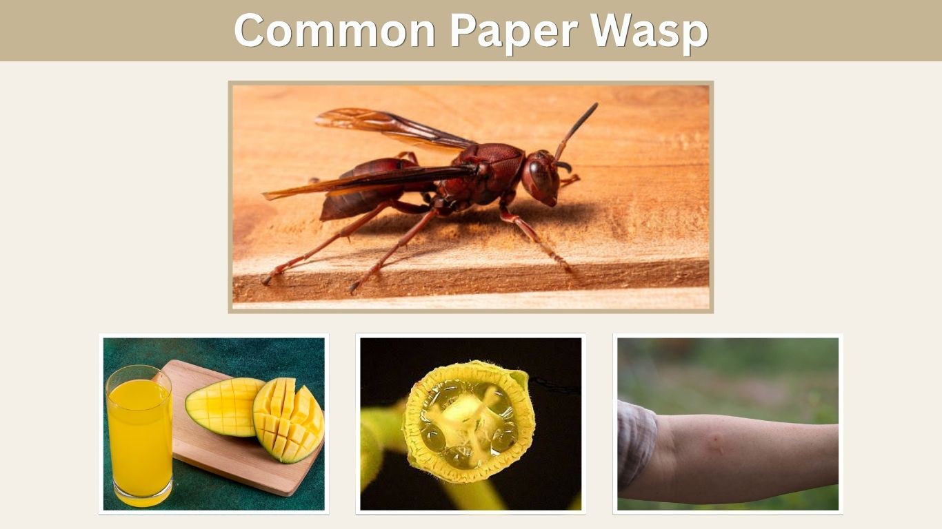 Common Paper Wasp: Identification, Nest, Sting, and Facts