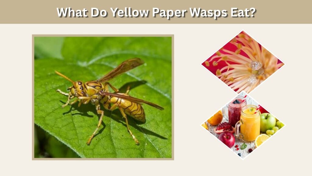 What Do Yellow Paper Wasps Eat?