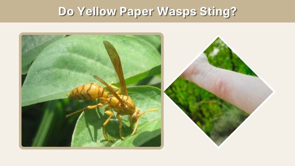 Do Yellow Paper Wasps Sting?