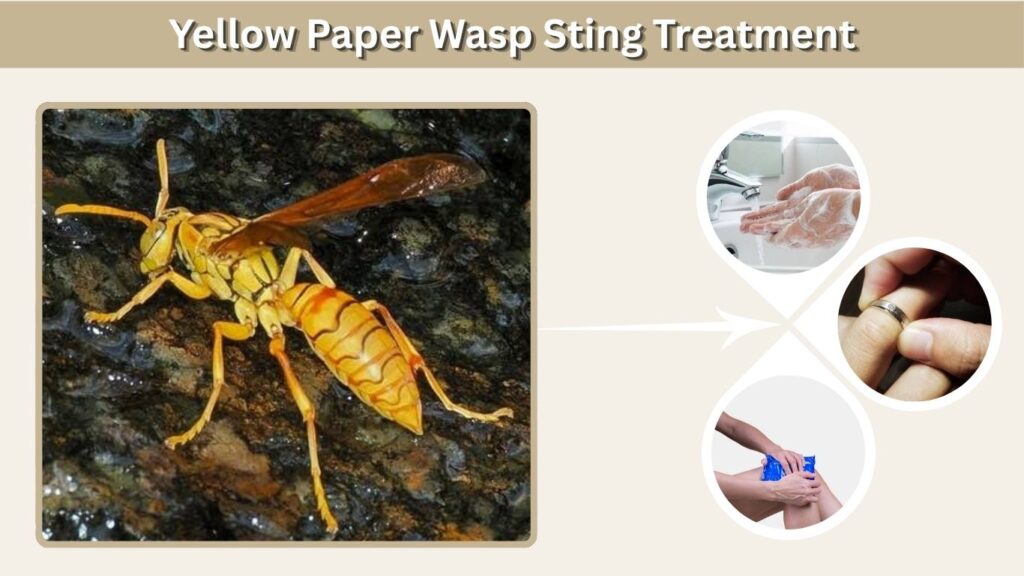 Yellow Paper Wasp Sting Treatment