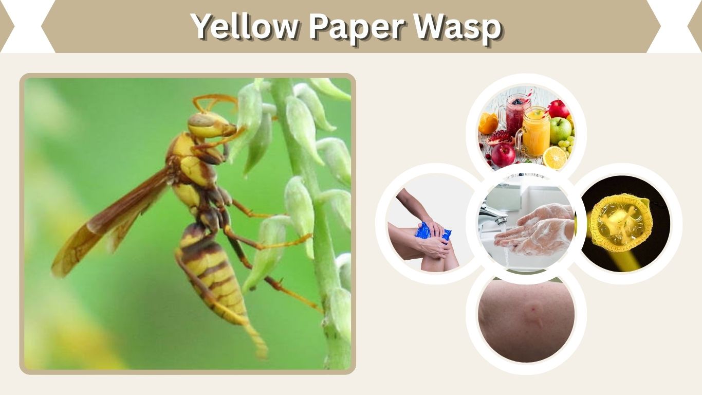 Yellow Paper Wasp: Identification, Nest, Sting, and Facts