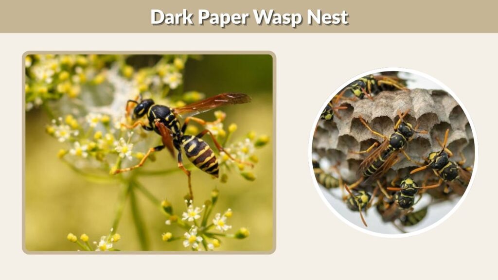 Dark Paper Wasp Nest