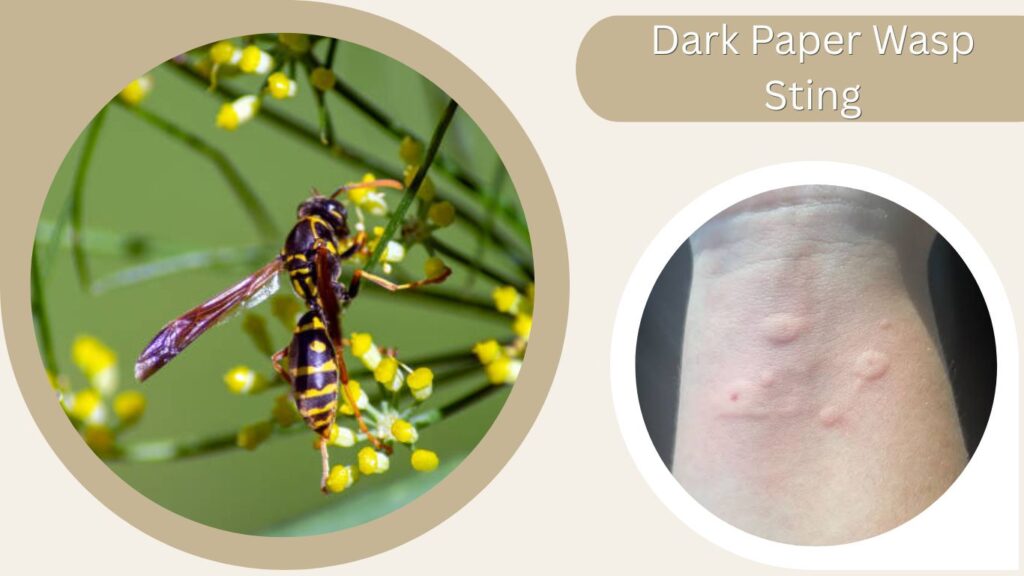 Dark Paper Wasp Sting