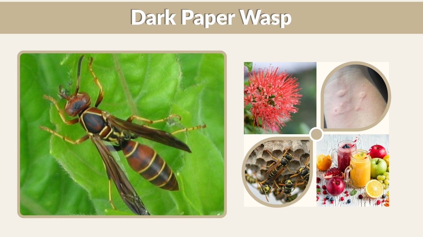 Dark Paper Wasp: Identification, Nest, Sting and Facts