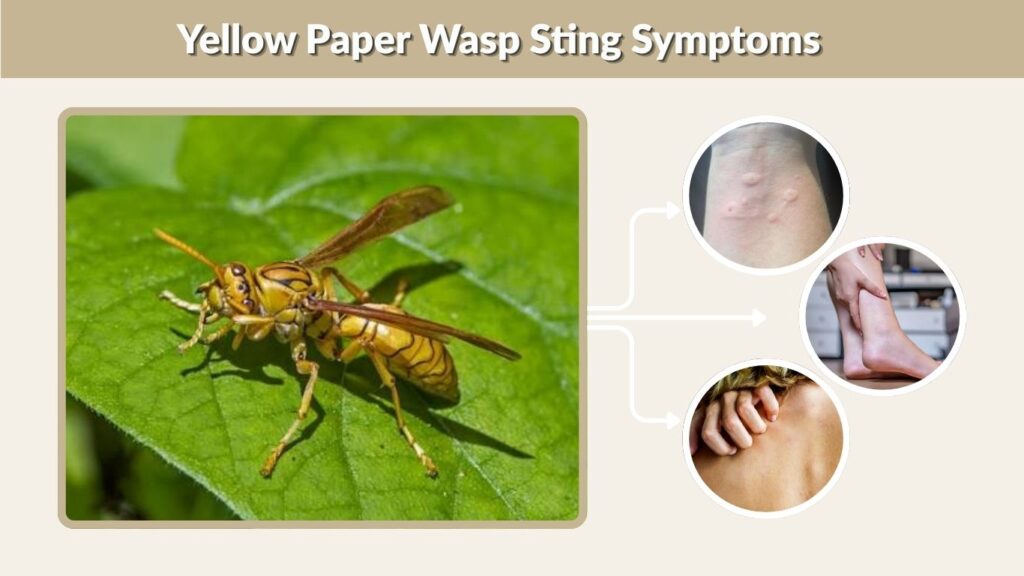Yellow Paper Wasp Sting Symptoms