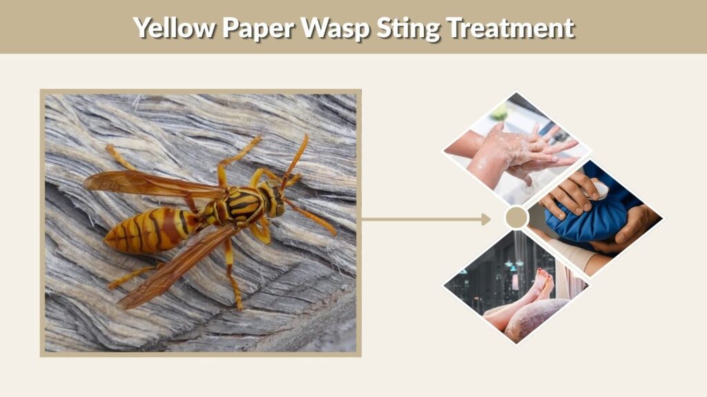 Yellow Paper Wasp Sting Treatment