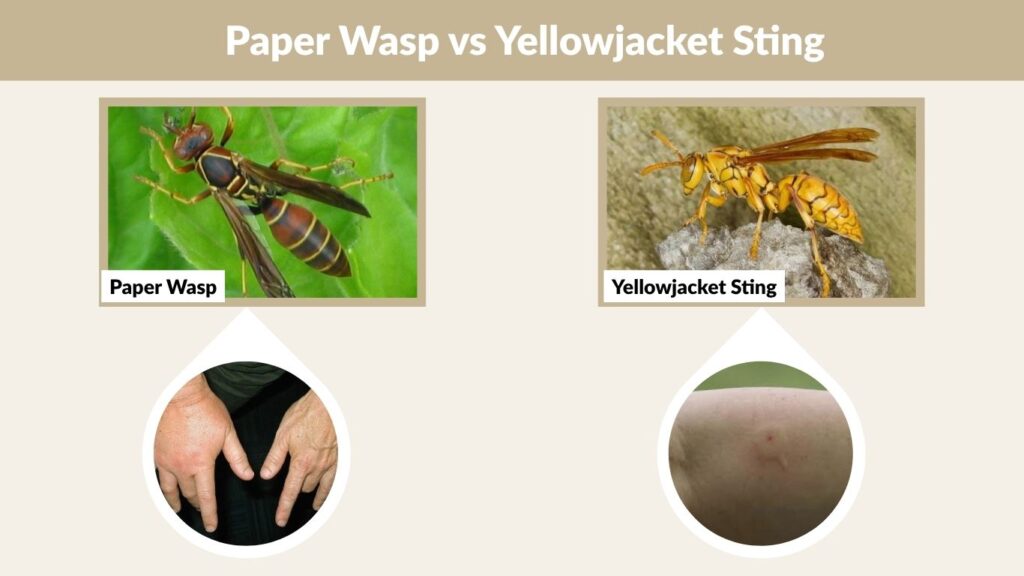 Paper Wasp vs Yellowjacket Sting